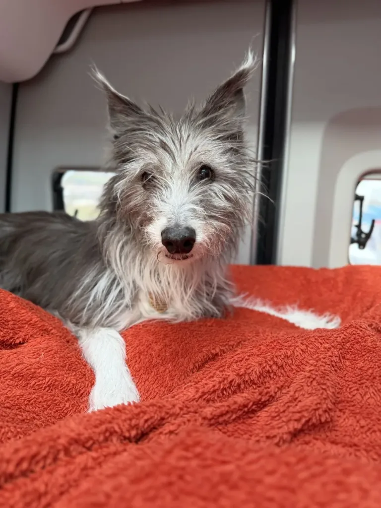 Wilma, Darren and Cath's dog, in the van
