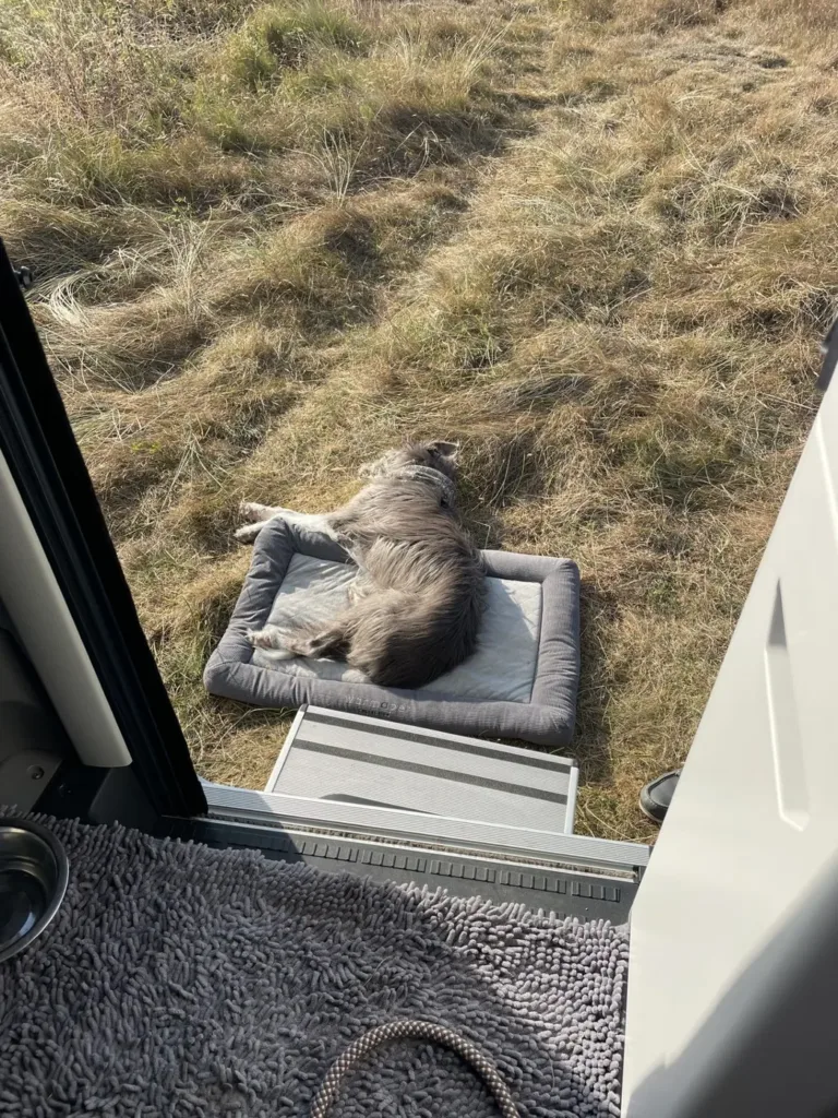 Wilma, Darren and Cath's dog, in the van